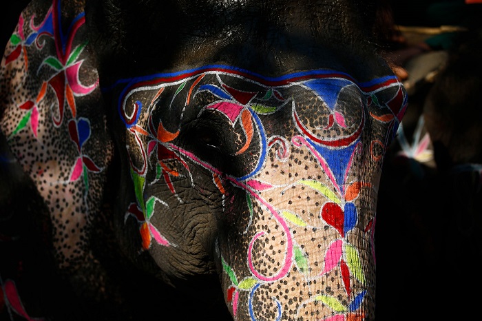 Слона подготовили к празднику, разрисовав его цветными мелками.
