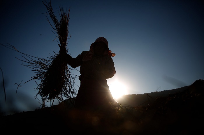 Силуэт женщины, которая собирает солому на своем рисовом поле.