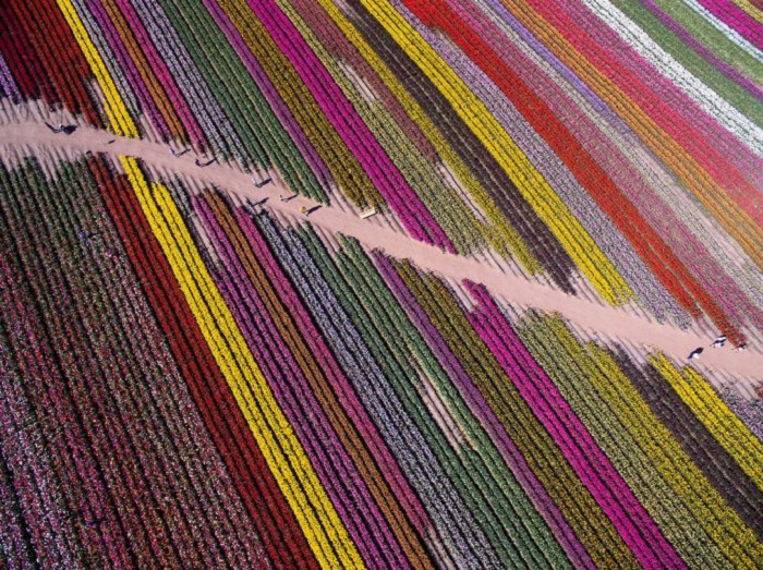 Дорожка между разноцветными рядами тюльпанов в Нидерландах.