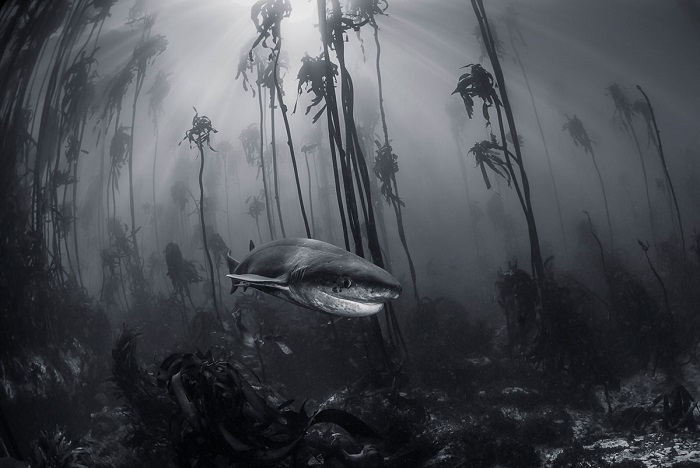 Акула в подводных зарослях. Автор фотографии: Tracey Jennings.