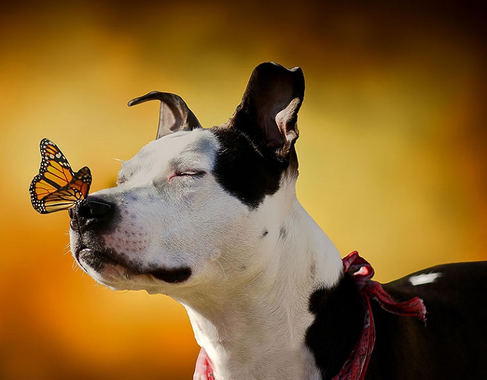 Пёс наслаждается поцелуем бабочки.
