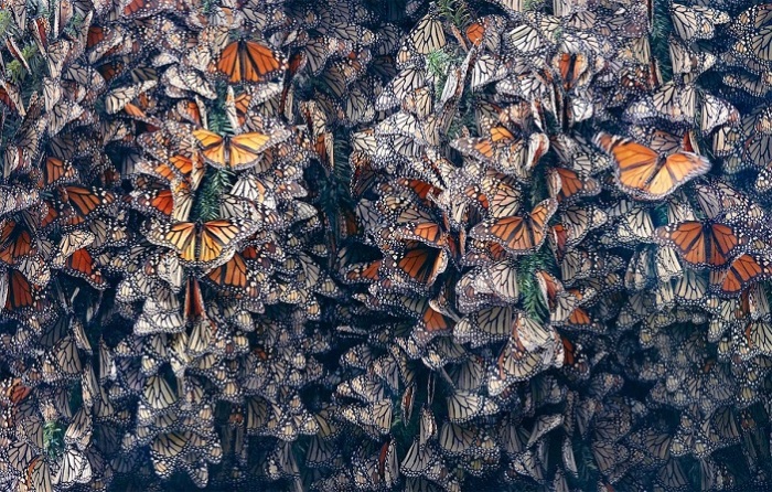 Достигнув места зимовки колония бабочек впадает в спячку.