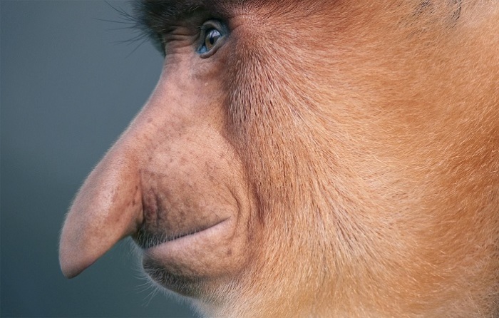 Главная особенность этих обезьян — удивительный нос, который больше не встретишь ни у одного животного.
