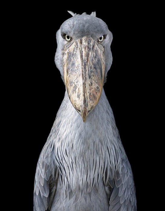 Китоглав – самая загадочная и редкая птица на Земле.