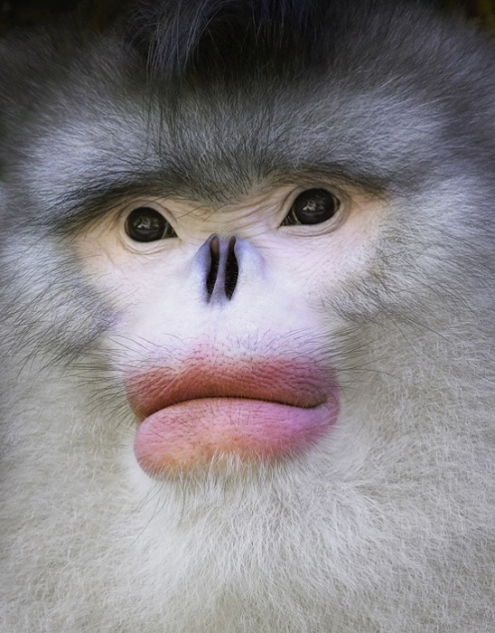 Золотистые обезьяны - вид приматов, обитающий только на территории Китая.