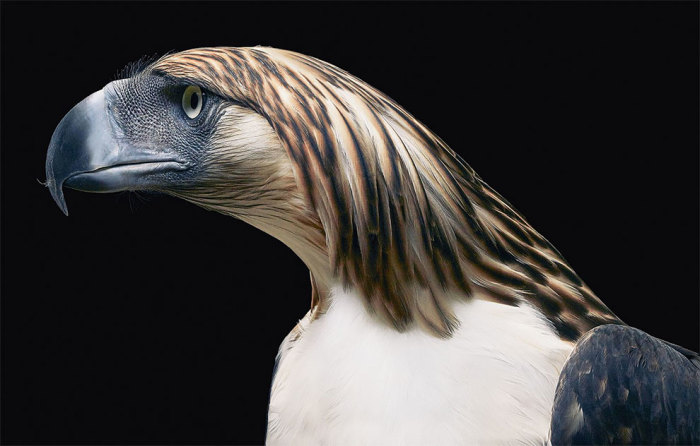Одна из самых редких, крупных и сильных птиц в мире.