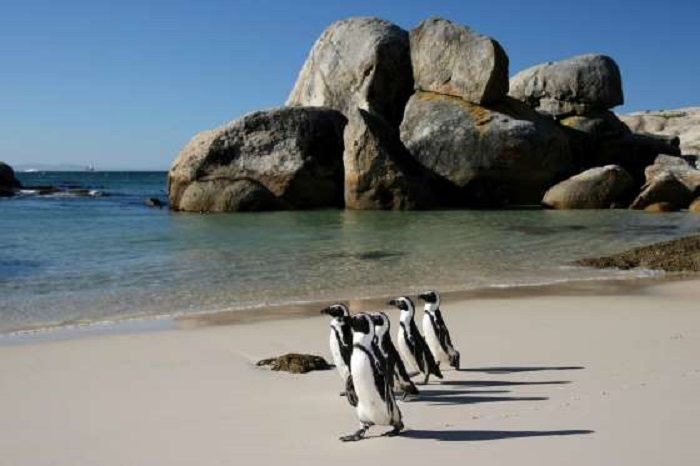 «Пингвиний» пляж никого не может оставить равнодушным и привлекает немало туристов в Кейптаун, где посетители в полной мере могу насладиться наблюдением за этими харизматичными созданиями в их естественной среде обитания.