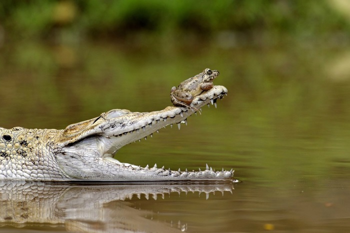 Лягушка избежала острых зубов крокодила, усевшись ему на нос, Индонезия. Фотограф Fahmi Bhs.