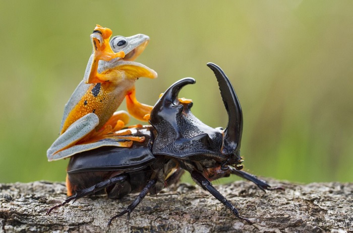 Это не ковбой объезжает быка — это лягушка верхом на жуке, Самба, Индонезия. Фотограф Hendy MP.