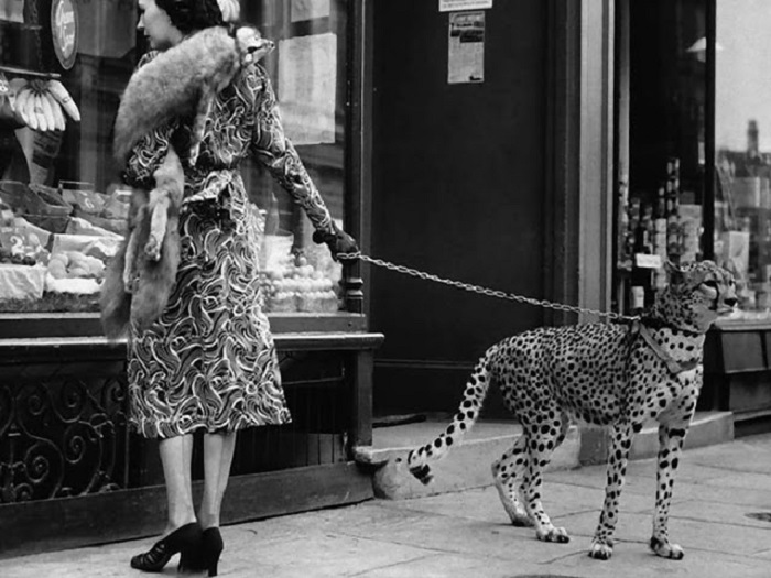 Американская актриса немого довоенного кино Филлис Гордон со своим гепардом на прогулке.