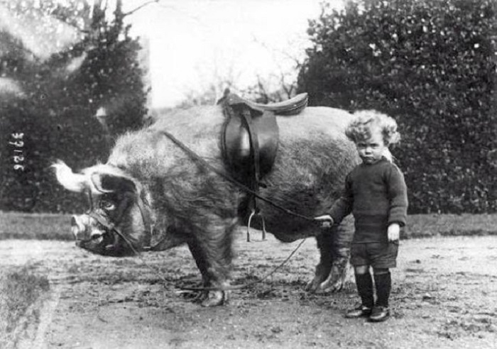 Мальчик со своей свинкой, США, начало XX века.