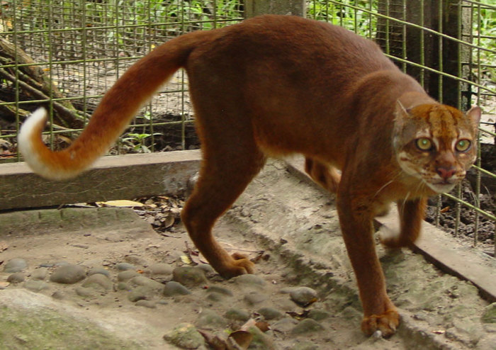 Редкое, малоизученное животное обитает на маленьком острове Борнео, относящемся к Индонезии.
