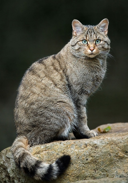 Один из самых широко распространенных хищников семейства кошачьих.