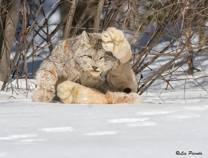 Грациозная северо-американская кошка, ближайшая родственница евразийской рыси, обитающая в североамериканской тайге.
