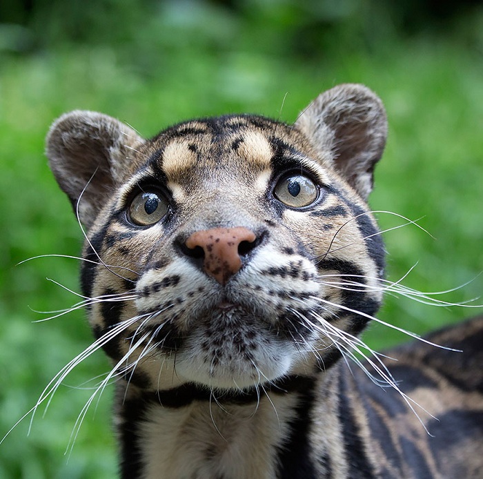 Дымчатый леопард соединяет в себе особенности крупных и мелких кошек. Подобно домашним кошкам, леопард умеет мурлыкать.