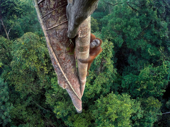 Огромный самец поднимается по тридцатиметровому дереву государственном заповеднике Palung в Индонезии. Фотограф Тим Ламан (Tim Laman).