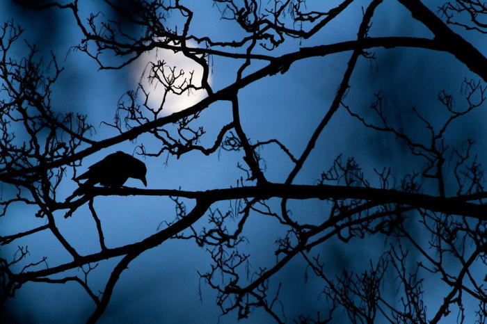 Черный ворон в синеве ночи при лунном свете. Фотограф Гидеон (Gideon Knight).