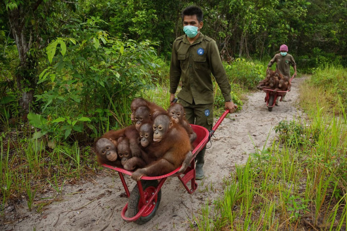 Спасатели помогают орангутангам, которые пострадали от пожаров в лесу, переселиться на новые места обитания. Фотограф  Тим Ламан (Tim Laman).