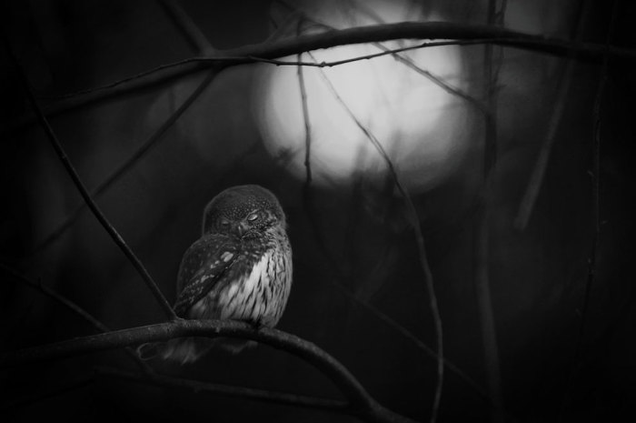 Черно-белая фотография птицы,которая  засыпает на голых ветках в первых лучах луны. Фотограф Матс Андерссон ( Mats Andersson).