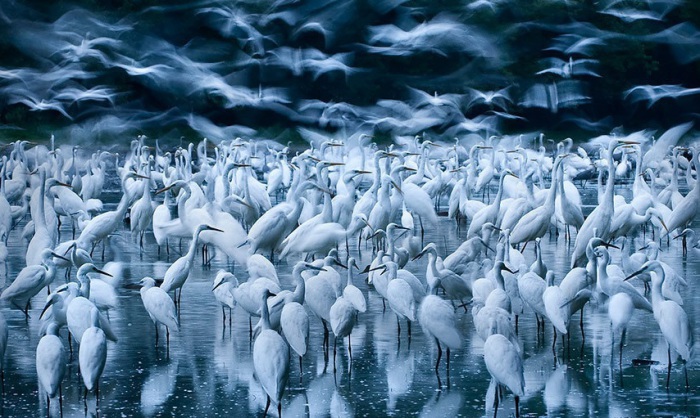 Когда протекающий по Венгрии Дунай разливается, свыше тысячи белых цапель слетаются на образующиеся озера, чтобы полакомиться лягушками, рыбой и рачками. Фотограф Kudich Zsolt.