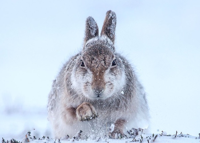 Заяц. Зима. Фотограф Rosamund Macfarlane.