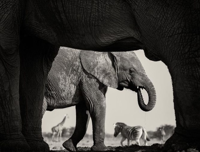Слоны. Фотограф Morkel Erasmus.