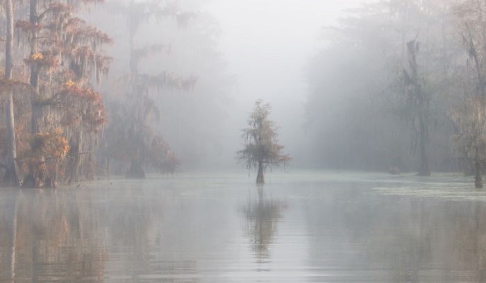 3-е место в категории «Премия Каролины Митчум» получил итальянский фотограф Роберто Марчегиани (Roberto Marchegiani) за снимок озера Мартин в Луизиане (США).