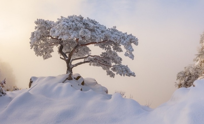 Лучшим в любительской категории стал фотограф Натаниэль Мерц (Nathaniel Merz) из Южной Кореи со снимком заснеженного дерева в парке Даэдунсан.