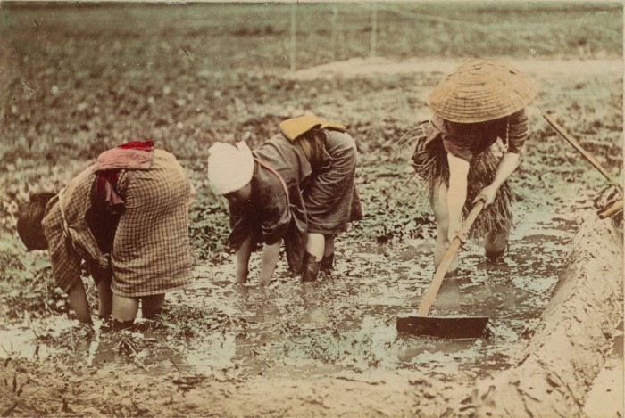 Женщины работают на поле.