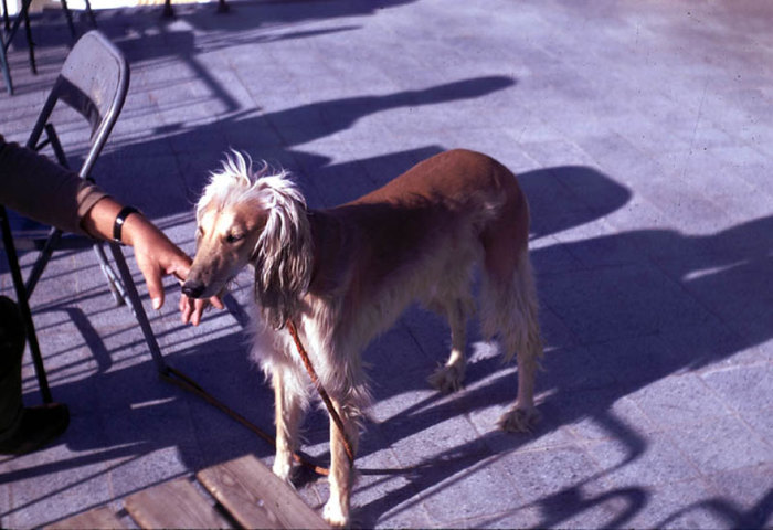 Одна из древнейших в мире собак, история этой породы исчисляется тысячелетиями.