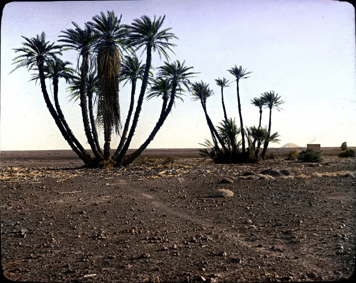 Пальмы в пустыне.