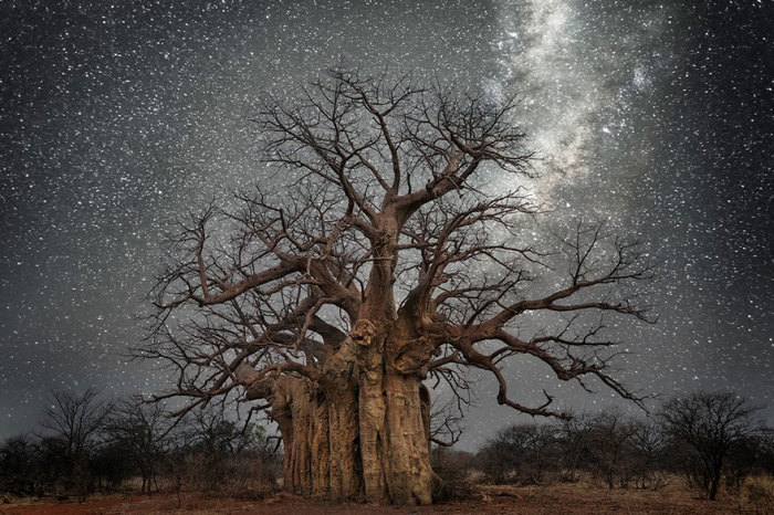 Cамые старые деревья планеты, освещённые звёздами и другими небесными светилами.