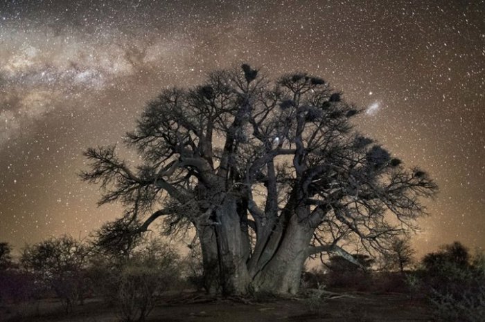 Дерево, утопающее в красоте мерцания звёздного неба.