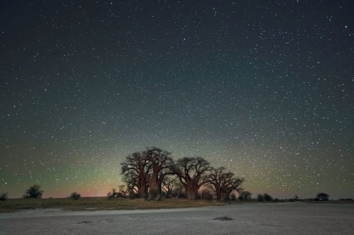 Огромные деревья сливаются с таинственной красотой ночного звёздного неба.