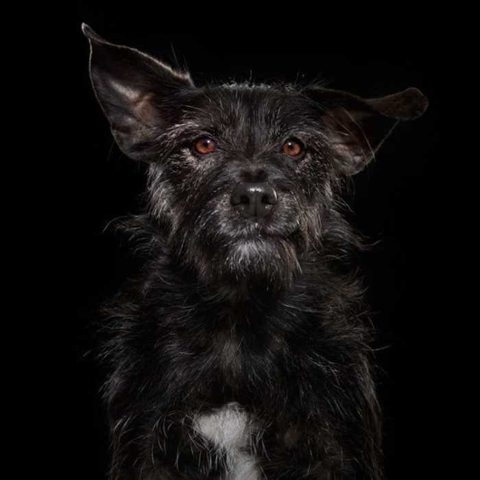 Эмоциональные портреты черных собак показывают уникальную индивидуальность каждого животного.
