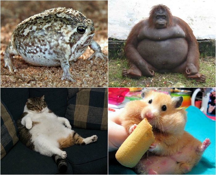 Животные с избыточным весом.