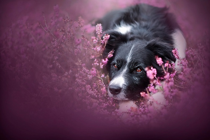 Австрийский фотограф Энн Гейер (Anne Geier) специализируется на профессиональных съемках собак.
