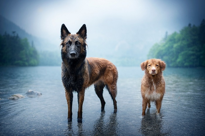 Если собака дружественно расположена к фотографу, то снимки получаются намного более живыми и яркими.