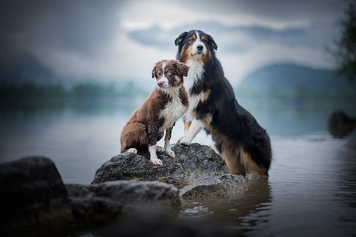 Для дополнительной мотивации австрийский фотограф предлагает использовать любимую игрушку собаки или лакомства.