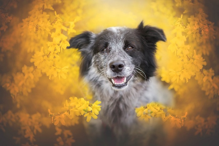 Сегодня у Энн Гейер живет три собаки – Синди, Финн и Юри, которые часто становятся героями ее великолепных фотографий.
