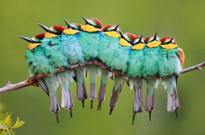 Экзотические птицы. Фотография Хосе Луи Родригеза.