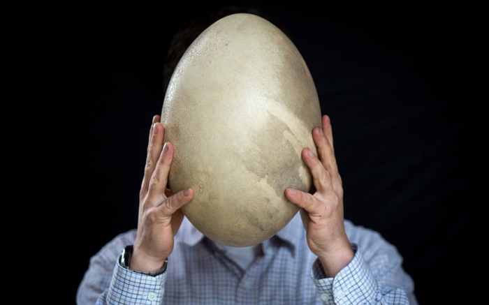 Яйцо, которое, согласно прогнозам, будет продано на аукционе Summers Place Auctions в Биллингсхерсте за 30 – 50 тысяч фунтов стерлингов.