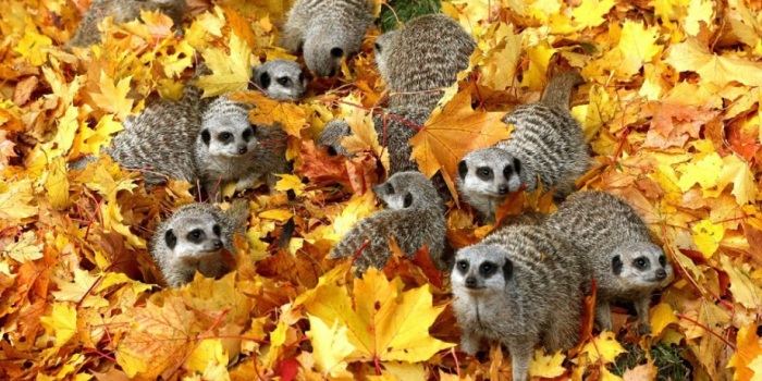 Животные В Осеннем Лесу Фото