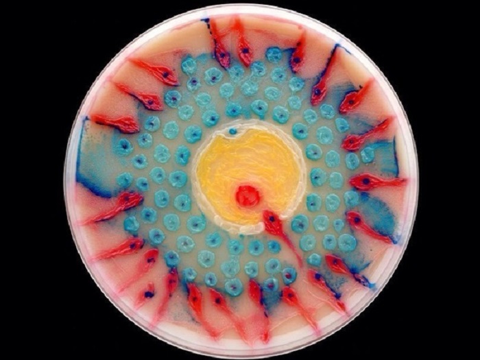 Питательная среда, стерильная чашка Петри, бактерии, время - картина готова. Автор картины Зохорул Ислам.