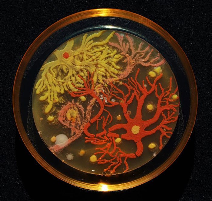 Нервные клетки из микробов и других микроорганизмов под микроскопом, выращенные Мехметом Беркмен и Марией Пенил.