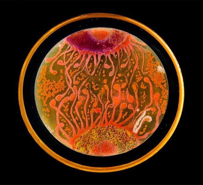 Необычные образы, созданные микробами под чутким руководством человека. Автор работы – Мария Пенил.