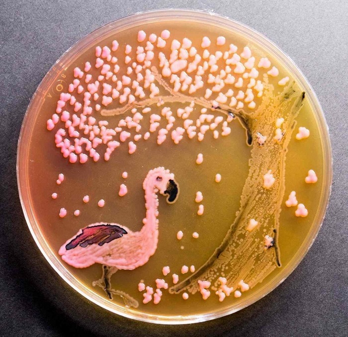 На стеклянную поверхность микробиолог наложил слой агара (растительный заменитель желатина), затем бактерии.