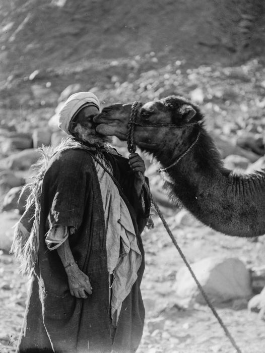 Верблюды играют огромную роль в жизни племён, они дают бедуинам почти всё нужное для жизни.