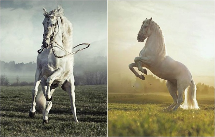 великолепные лошади на фотографиях Конрада Бонка.