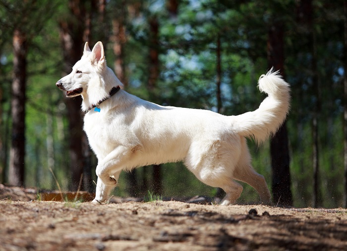 Белый окрас шерсти очень пригодился пастушьим собакам этой породы – овцы легко принимали их за соплеменниц. /Фото: royal-canin.ru